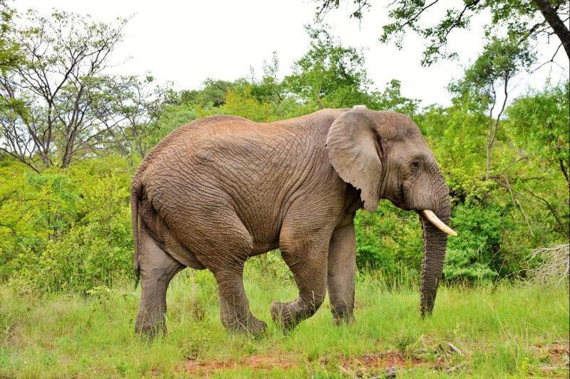 Апартаменты Bushtime Mabula Mabula Game Reserve Экстерьер фото
